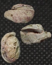 Frete internacional Chama Coralloides 59,5 comprar usado  Enviando para Brazil