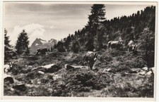 PASCOLO AL PASSO VALLES CON CIMA COLBRICON - TRENTO - VIAGG. 1961 -5798- comprar usado  Enviando para Brazil