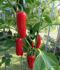 chili peppers hamburg gebraucht kaufen  Obernburg a.Main