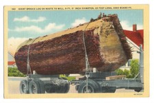 Postcard giant spruce for sale  USA