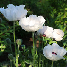 Papaver orientale oriental for sale  PETERBOROUGH