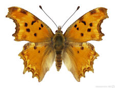 Polygonia egea southern usato  Concordia sulla Secchia