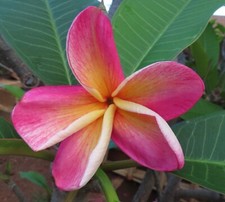 plumeria yellow pink for sale plumeria yellow pink for sale Honolulu