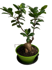Ficus microcarpa chinese for sale  Scranton