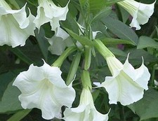 Brugmansia suaveolens d'occasion  Villemandeur