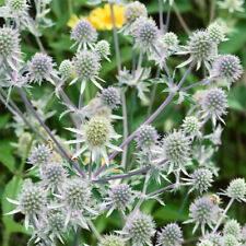 Eryngium silver salentino for sale  BELLSHILL