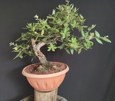 Pre bonsai esemplare usato  San Pancrazio Salentino
