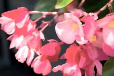 Angelwing begonia potted for sale  Arco