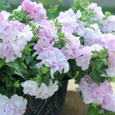 Petunia cascade orchid for sale  IPSWICH