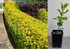 Piantine euonymus japonicus usato  Santa Croce sull'Arno