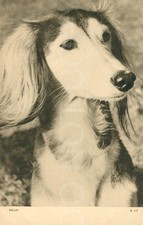 Vintage postcard saluki for sale  UK