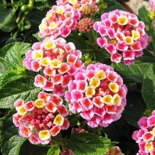 Lantana evitaâ pink for sale  UK