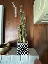 Artificial cactus plant for sale  San Diego