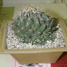 Coryphantha sulcata pineapple for sale  Tucson