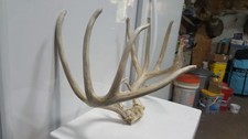 Studly mega tines for sale  Florence