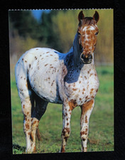 Postkarte appaloosa pferd gebraucht kaufen  Limburg a. d. Lahn