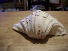 Southern giant clam for sale  LOUGHBOROUGH