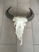 Stierschädel buffalo skull gebraucht kaufen  Stralsund-Knieper