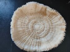 Conchiglia shell madrepora usato  Piombino