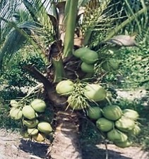 King coconut puerto for sale  USA