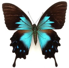 Papilio ulysses telegonus gebraucht kaufen  München