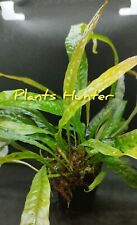 Microsorum orange usato  Verbicaro