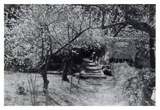 Japon yoshino pruniers d'occasion Japon yoshino pruniers d'occasion  Pagny-sur-Moselle