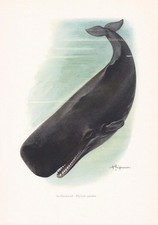 1960 sperm whale for sale  BIDEFORD