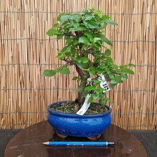 Bonsai carpino coreano usato  Cornate d'Adda