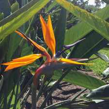 large paradise plants for sale large paradise plants for sale Denver