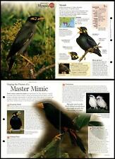 Mynah birds discovering for sale  SLEAFORD