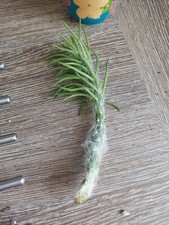 Eve pin cactus for sale  MILTON KEYNES
