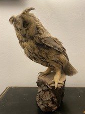 Tassidermia taxidermie taxider usato  Vizzola Ticino