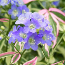 Polemonium stairway heaven for sale  UK