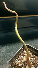 Bursera fagaroides caudex for sale  ABERGAVENNY