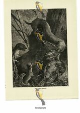 Common weasel book for sale  BOURNEMOUTH