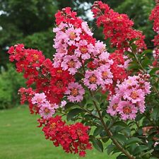 Crape myrtle tree for sale  Miami