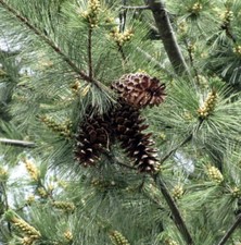 Pinus monticola -  - Pino bianco occidentale | Pino montano occidentale comprar usado  Enviando para Brazil