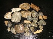 Old mixed shell for sale  Dyer