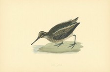 Jack snipe. morris for sale  LONDON