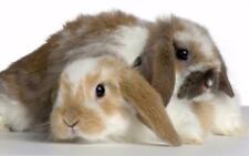 Cute bunny rabbits for sale  Westland