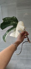 Monstera albo variegated for sale  WOLVERHAMPTON