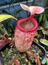 Nepenthes sibuyanensis seed for sale  DOLLAR