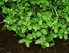 Nasturtium officinale marginal for sale  MARKET RASEN