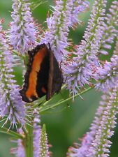 Veronicastrum virginicum caeru for sale  MARCH