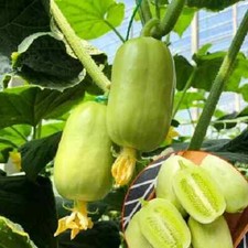 China rund gurke gebraucht kaufen  Soltau
