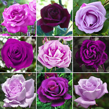 Striking purple potted for sale  UK