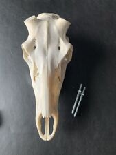 H15 schädel rothirsch gebraucht kaufen  Coesfeld