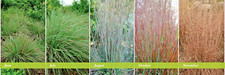 25 SEMENTES DE HASTE AZUL PEQUENA OVAÇÃO EM PÉ - Schizachyrium scoparium comprar usado  Enviando para Brazil
