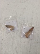 dinosaur tooth for sale dinosaur tooth for sale RUGBY